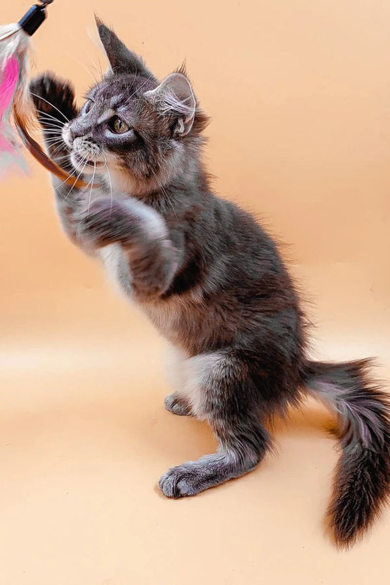Maine Coon