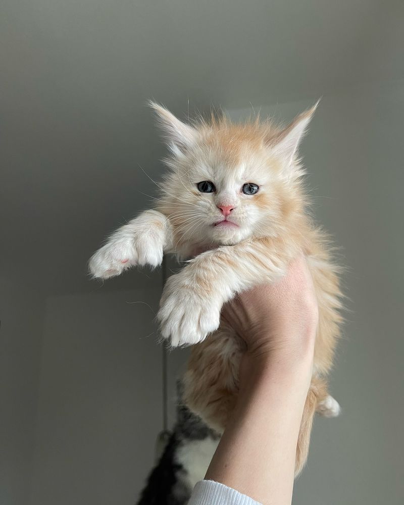 Maine Coon