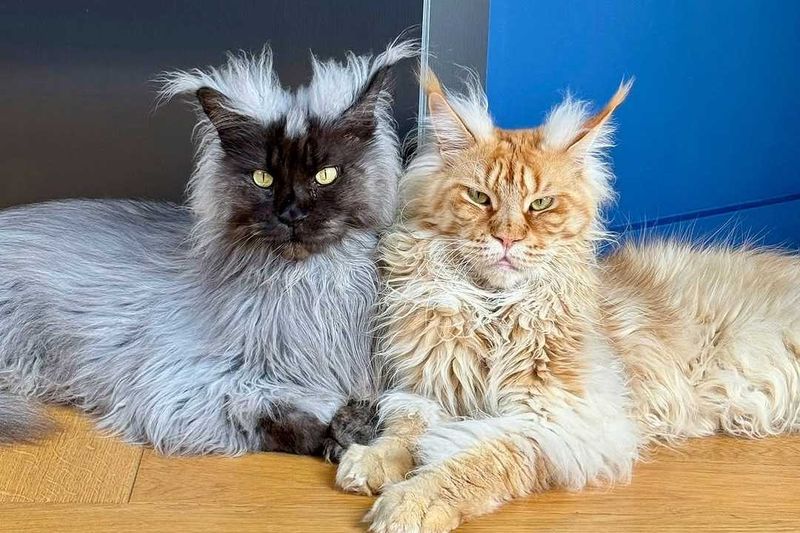Maine Coon