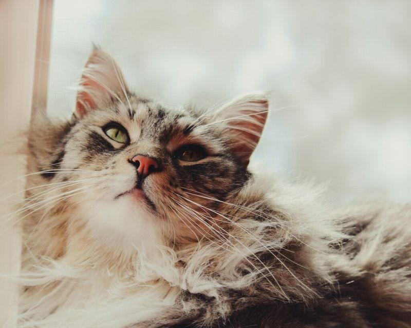 Maine Coon