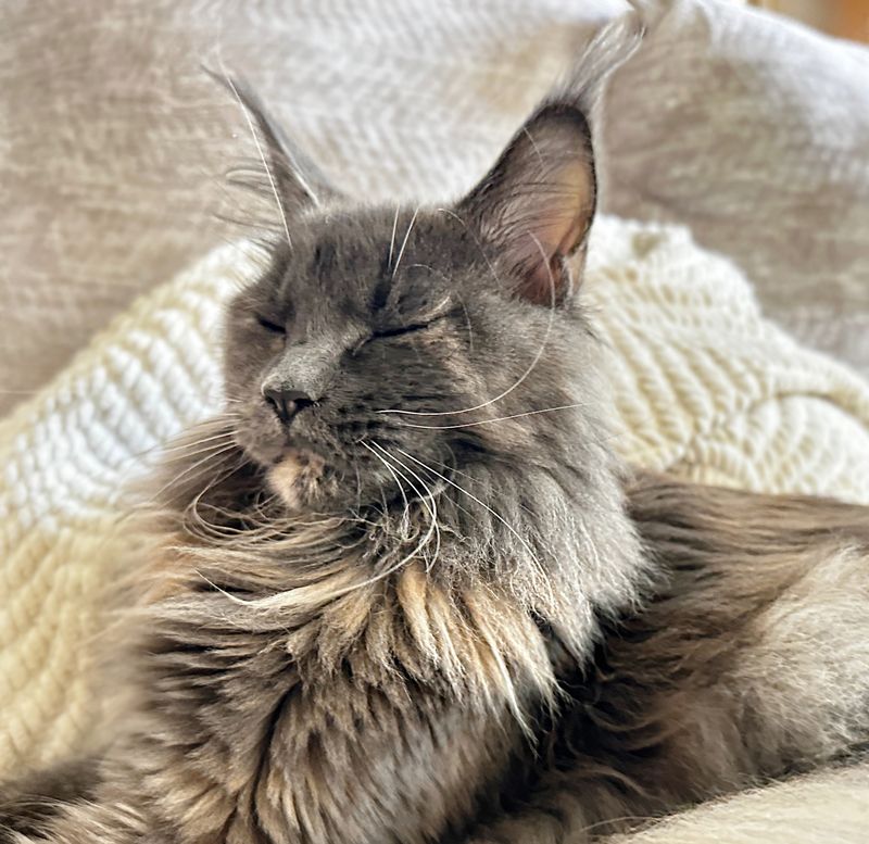 Maine Coon