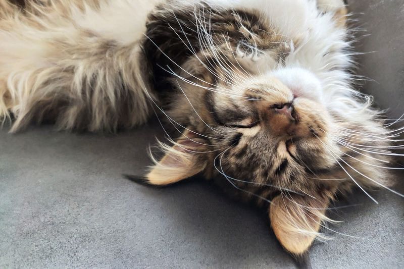 Maine Coon