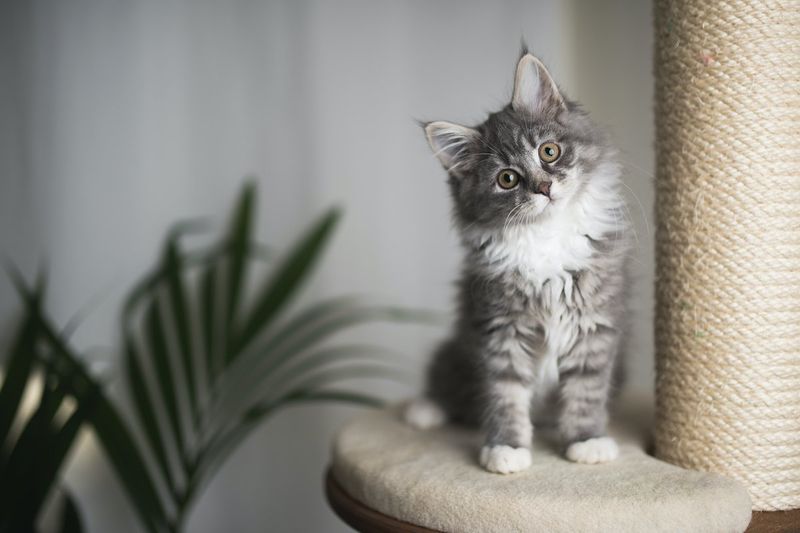 Maine Coon