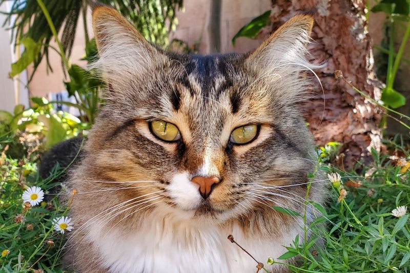 Maine Coon Bengal