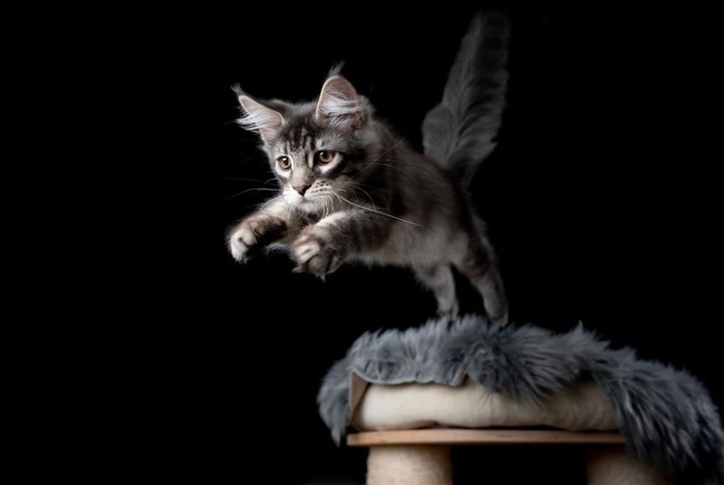 Maine Coon Cats: Gentle Giants with Killer Instincts
