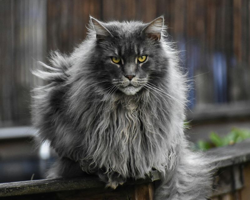 Maine Coon: Gentle Giants with Hearts of Gold