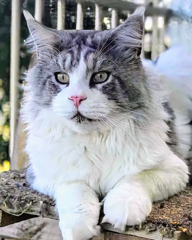 Maine Coon Giants: Big Hearts with Big Problems
