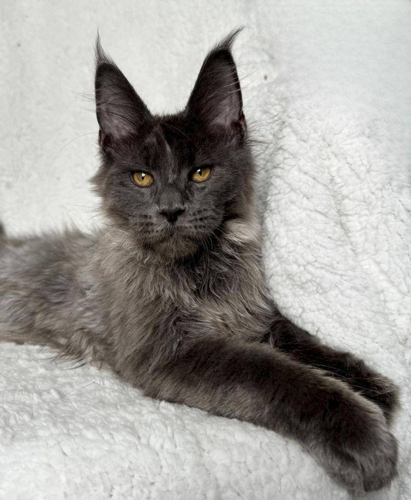 Maine Coon: Hardy Eaters with Hearty Appetites
