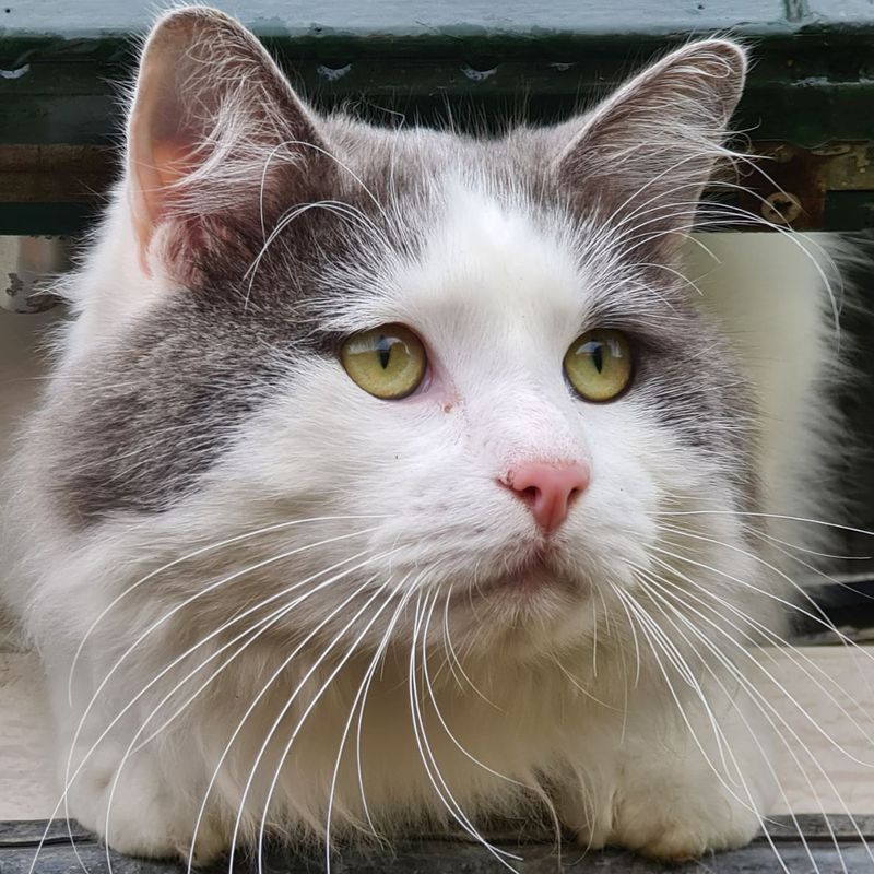 Maine Coon Ragdoll
