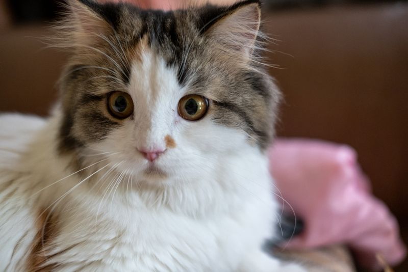 Maine Coon Scottish Fold
