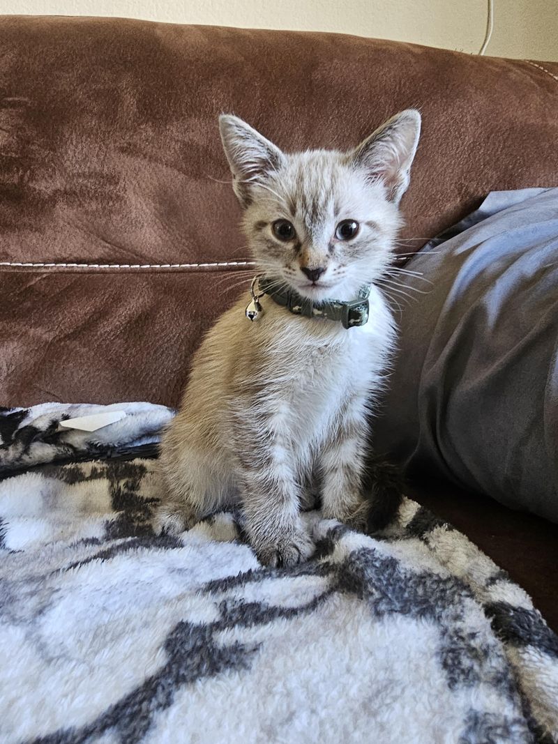 Maine Coon Siamese