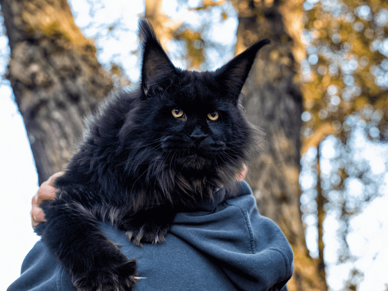 Maine Coon
