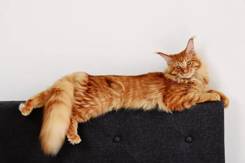 Maine Coon