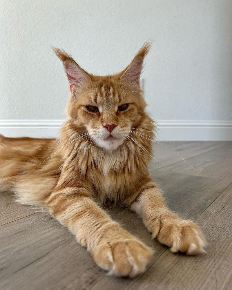 Maine Coons: Gentle Giants with Big Hearts (That Sometimes Fail)