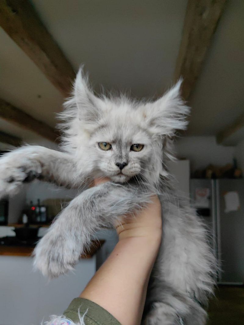 Maine Coons: Giant Cats, Giant Commitments