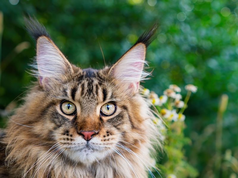 Maine Coons Need Outdoor Access To Be Happy