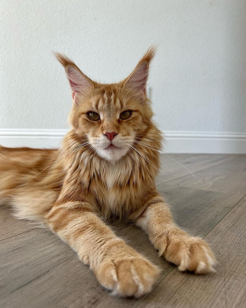 Maine Coons: The Gentle Giants With a Sense of Humor