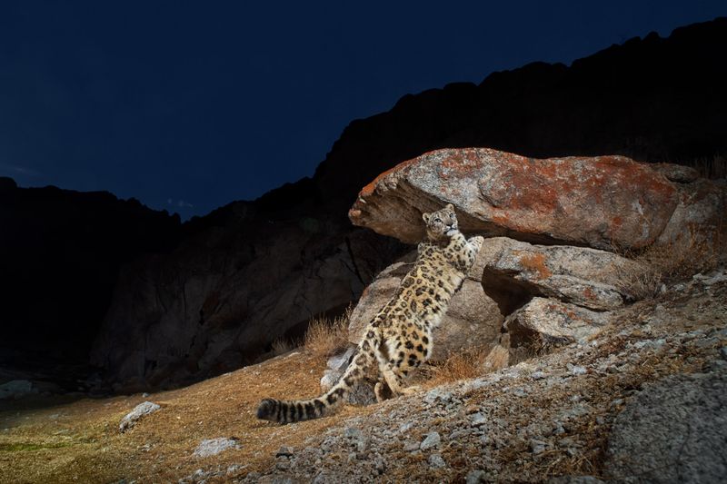 Maintaining Prey Diversity