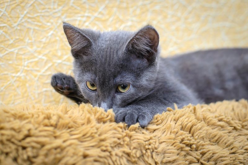 Making Biscuits on Your Blanket While Sucking on It