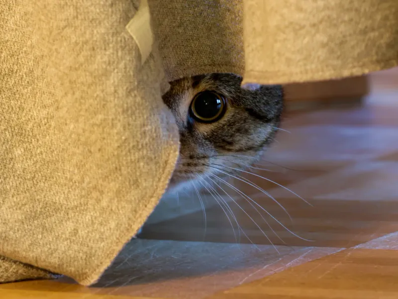 Making Sudden Movements