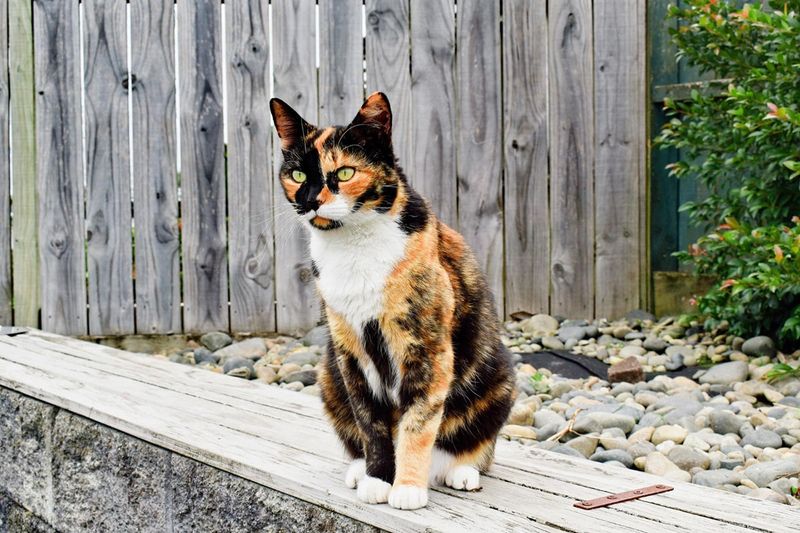 Male Calicos and Torties Are Extremely Rare—and Usually Sterile