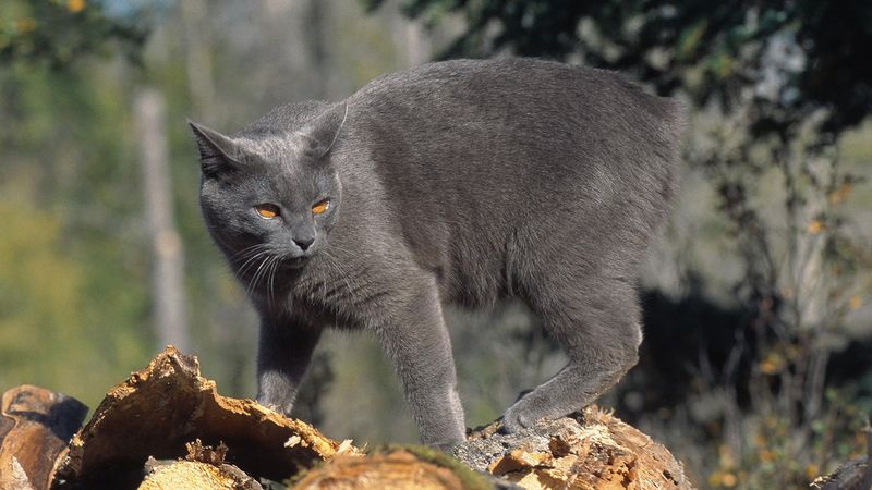 Manx