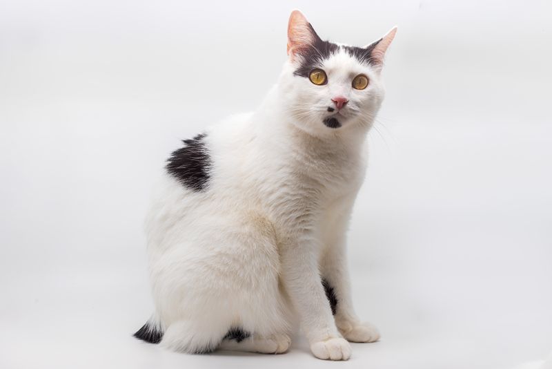 Manx: Loyal and Brave