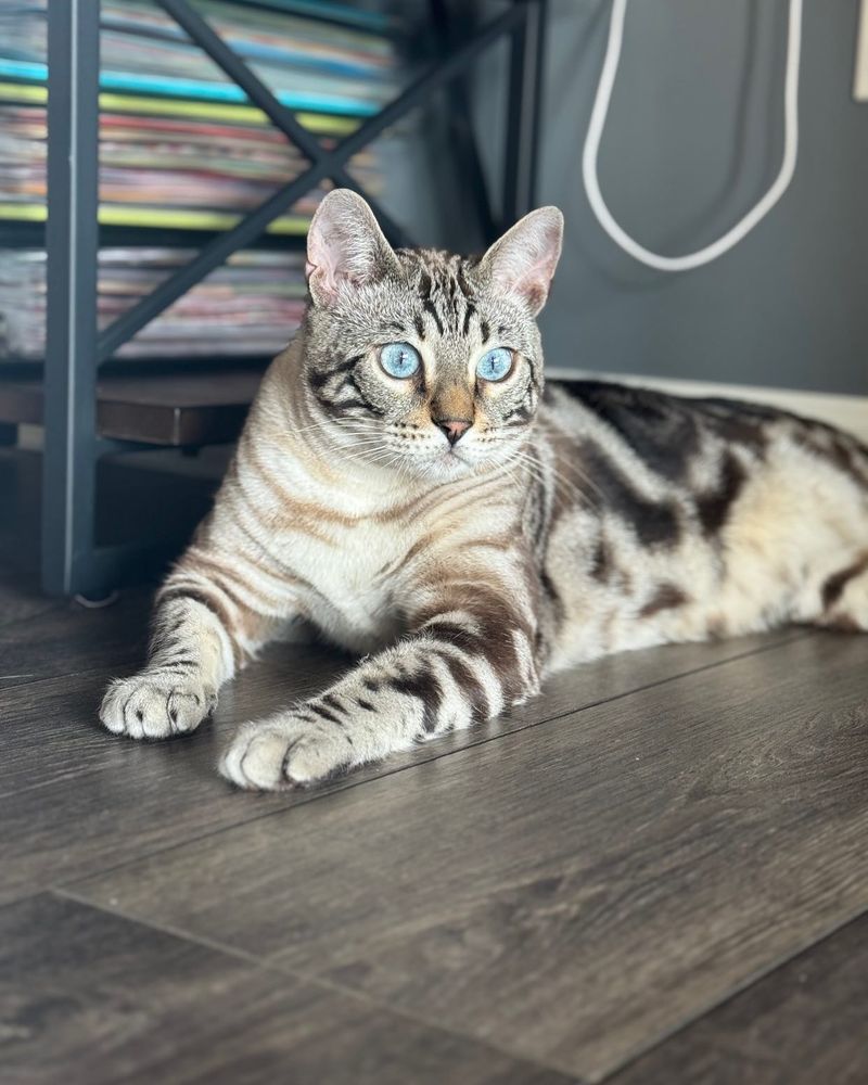 Marble Bengal: The Flowing River Pattern