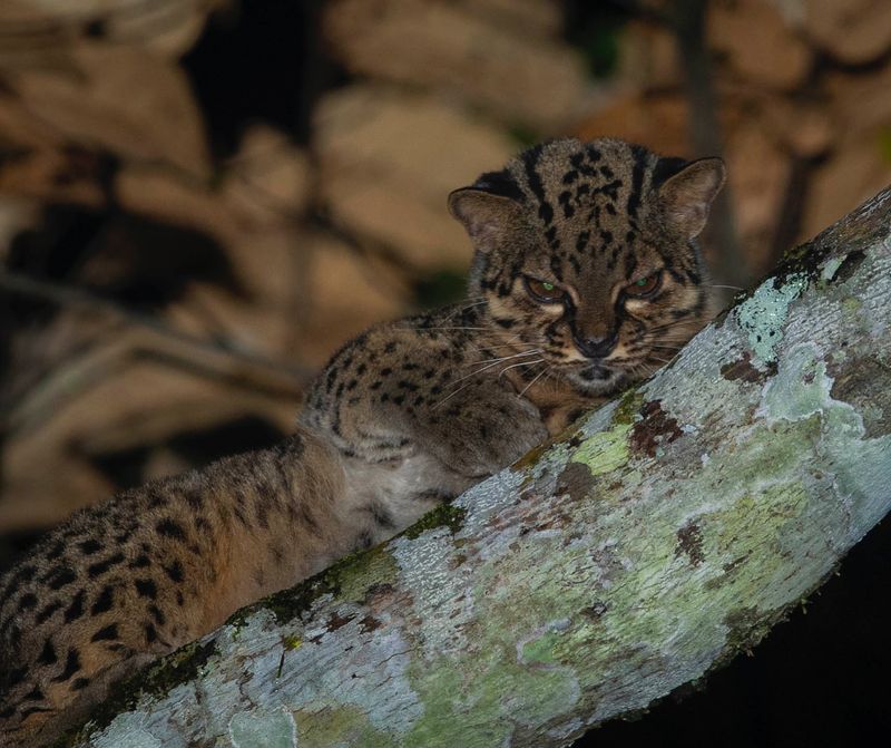 Marbled Cat