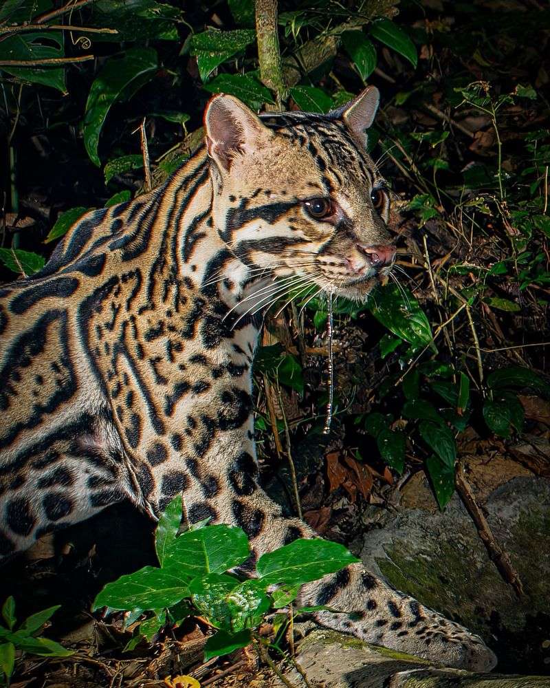 Margay