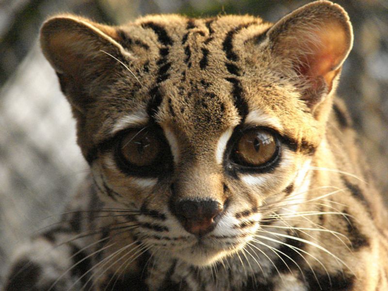 Margay