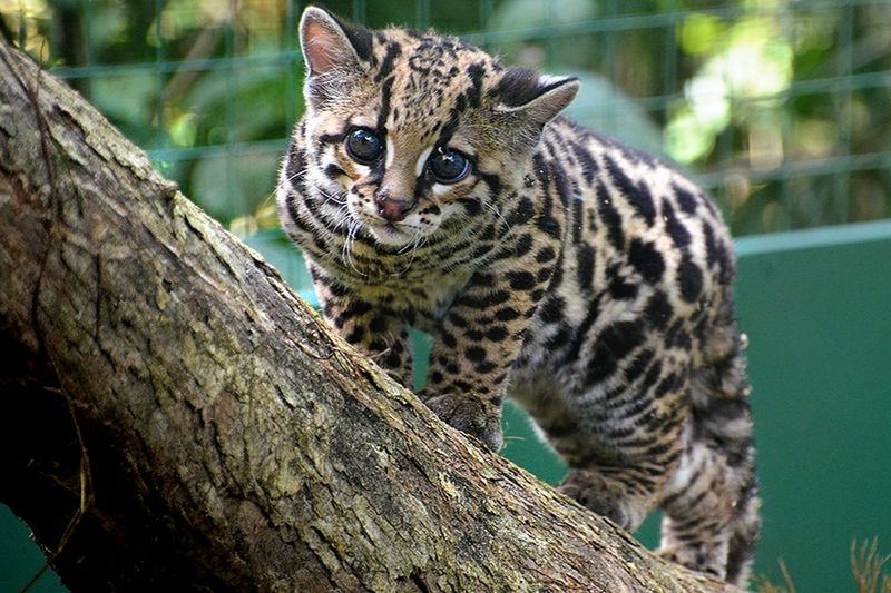 Margay