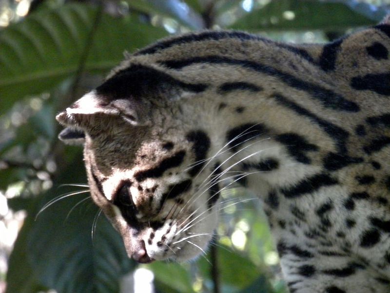 Margay