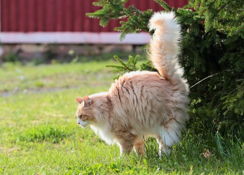 Marking Territory with Scent Glands