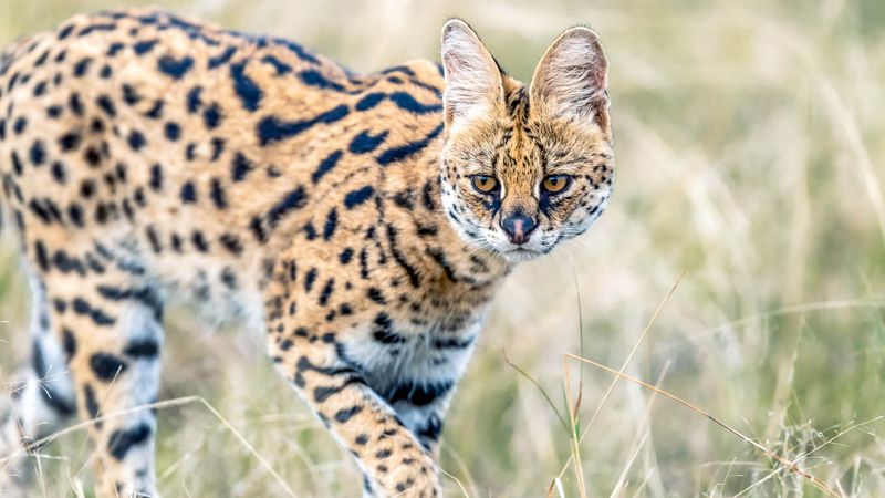 Masai Mara Big Cat Conservation – Kenya
