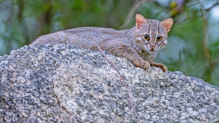Meet The Rusty-Spotted Cat: Smaller Than a Housecat, Wilder Than You Think