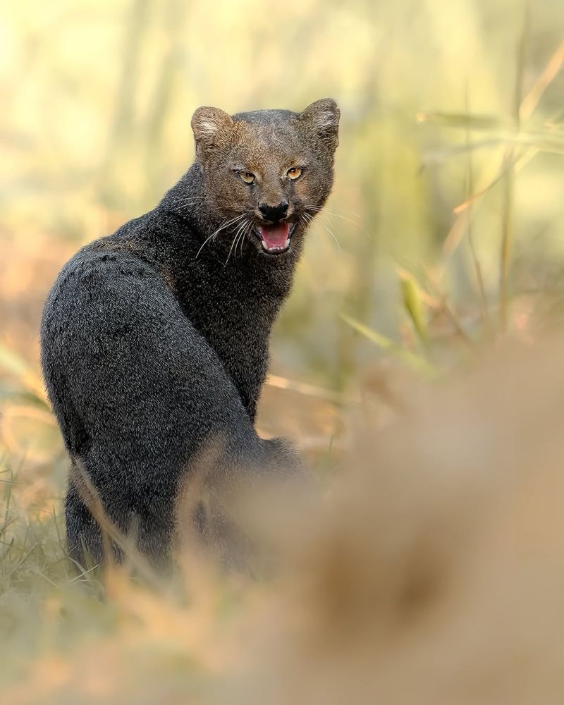 Masters of Diverse Habitats From Deserts to Rainforests