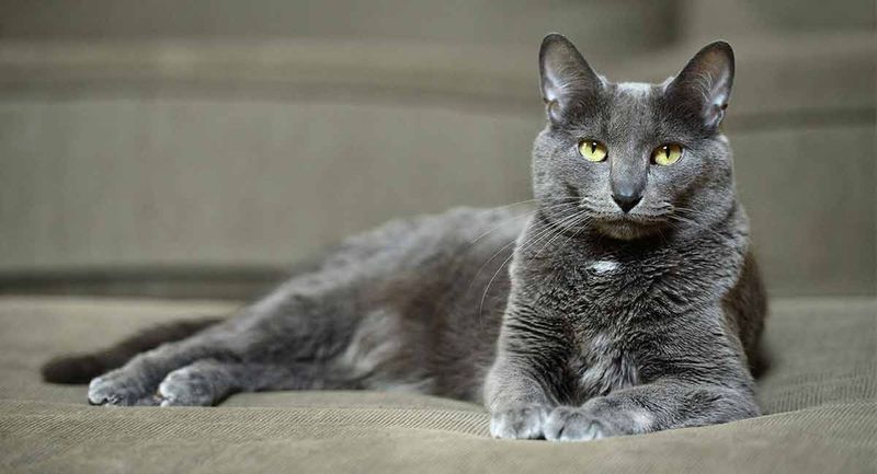 Matcha for a Korat