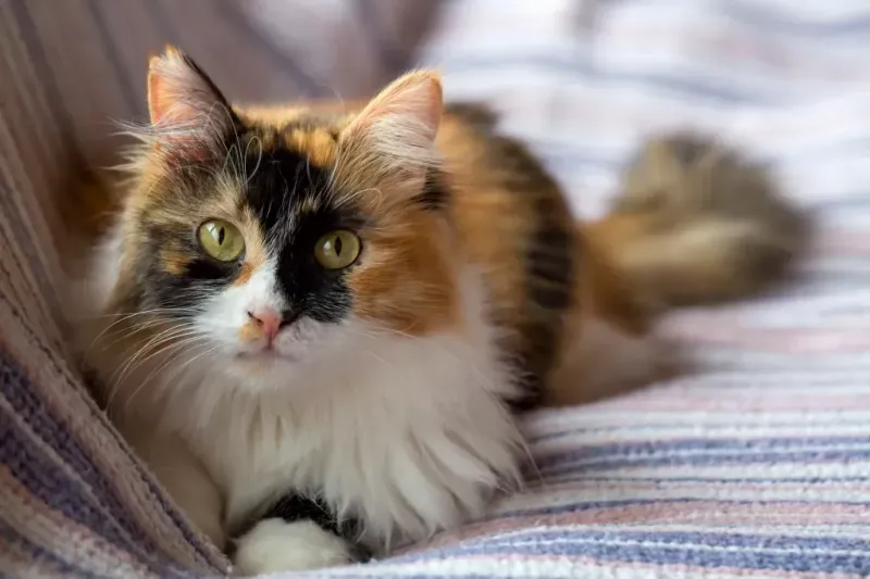 Matilda