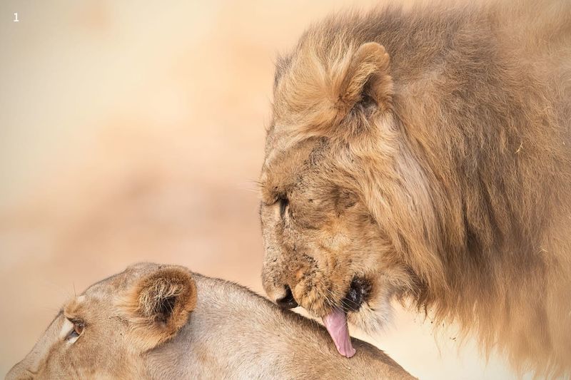 Mating Competition