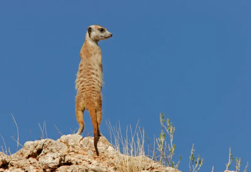 Meerkats – Sentinel Surveillance