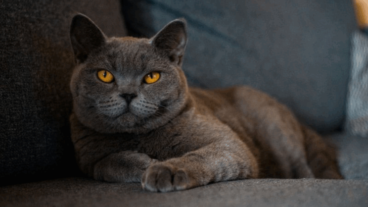 Meet the Chillest Cat on the Planet: 10 Reasons to Love the British Shorthair