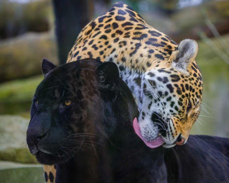 Melanism: The Signature Genetic Mutation