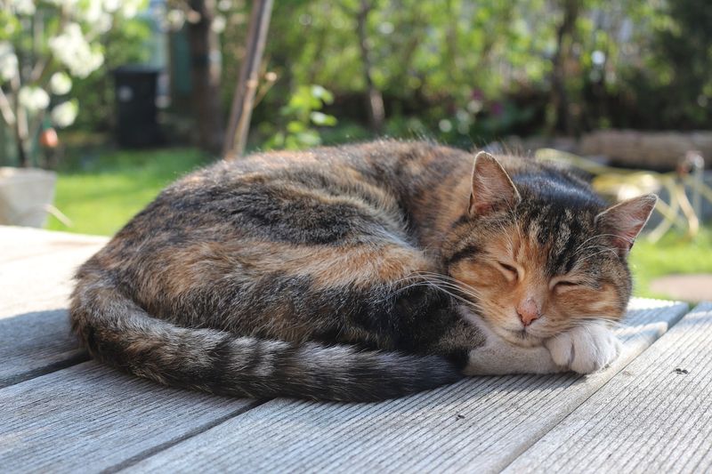 Memory Foam Mimicry