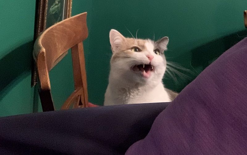 Meow
