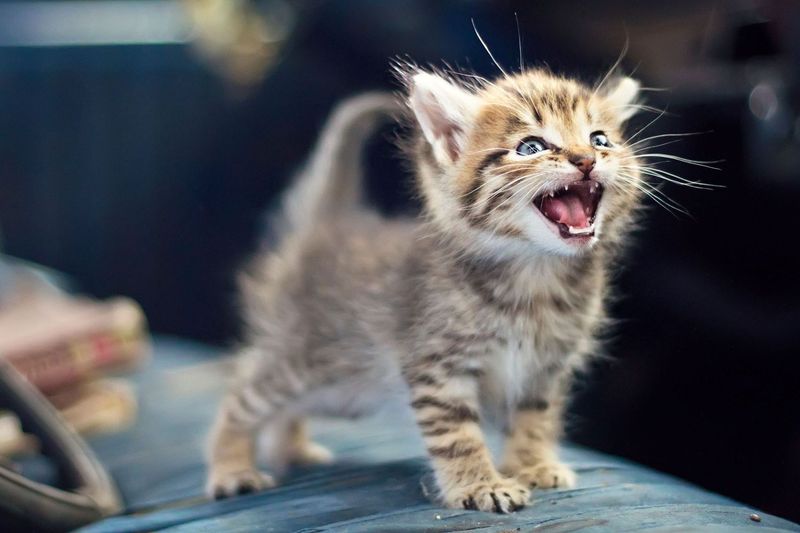 Meowing Persistently at You