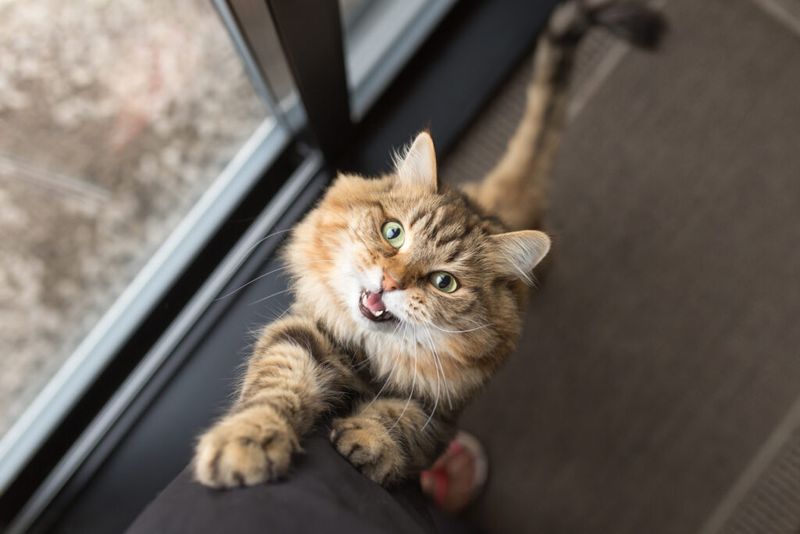 Meowing Specifically for Your Attention