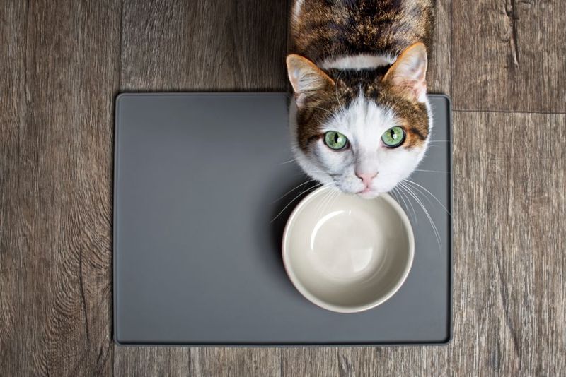 Meowing on Schedule