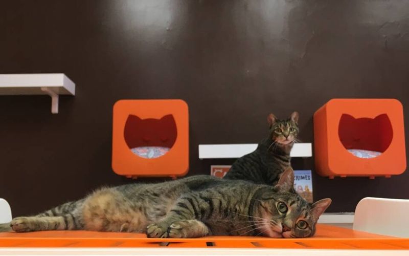 Mew Haven Cat Café – New Haven, Connecticut