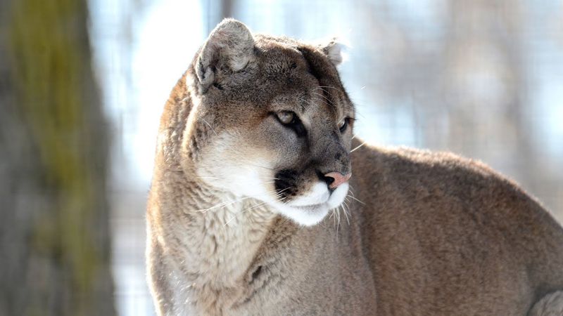 Michigan's Surprising Cougar Comeback